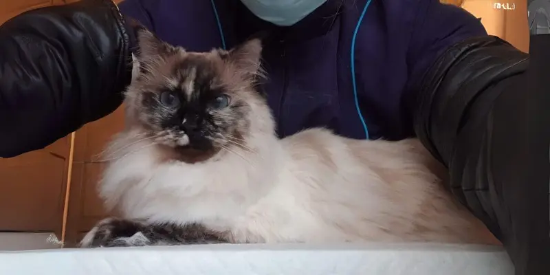 Tortie seal point ragdolls