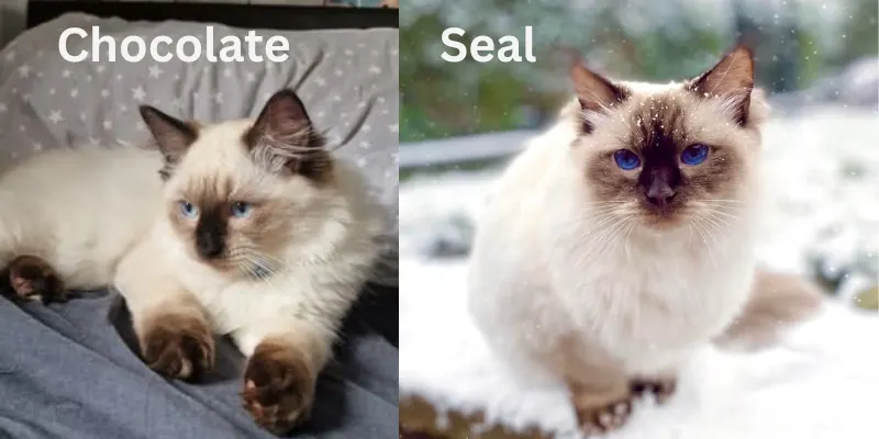 chocolate vs seal ragdoll