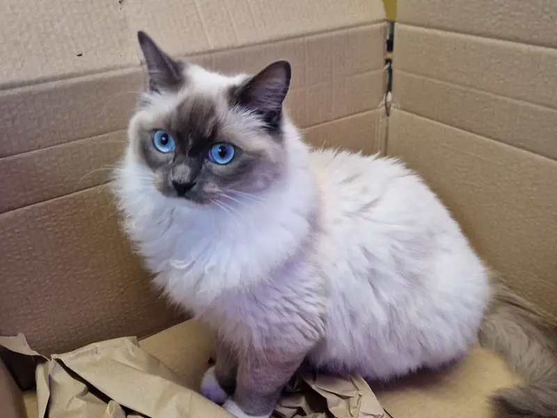 Seven Months Seal Point Ragdoll Seven months old seal point ragdoll kitten