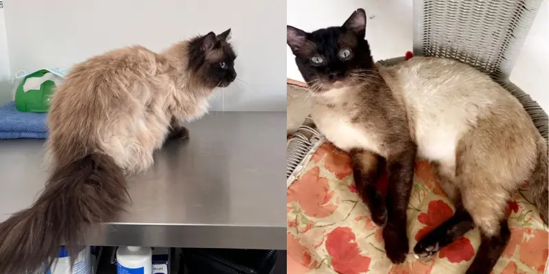 siamese vs seal point ragdoll