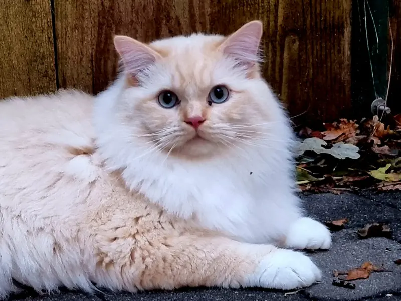 Solid lilac mitted pattern ragdoll