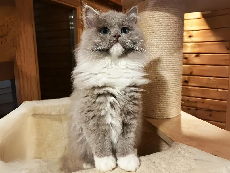 Solid Lilac Ragdoll Cat