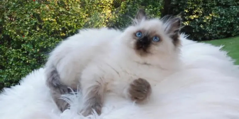 Ten Weeks Seal Point Ragdoll 10 weeks old seal point ragdoll kitten