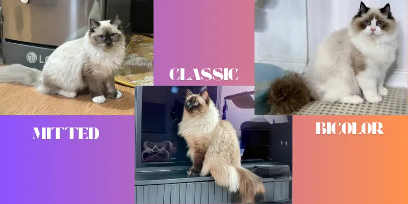 3 Patterns in seal point ragdolls