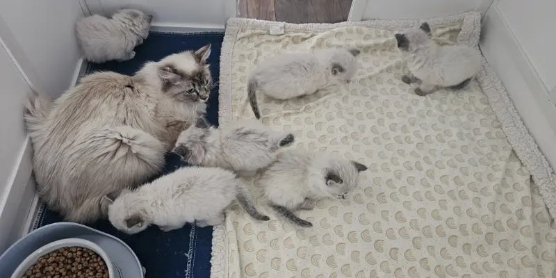 Three Week Seal Point Ragdoll 3 weeks old seal point ragdoll kitten
