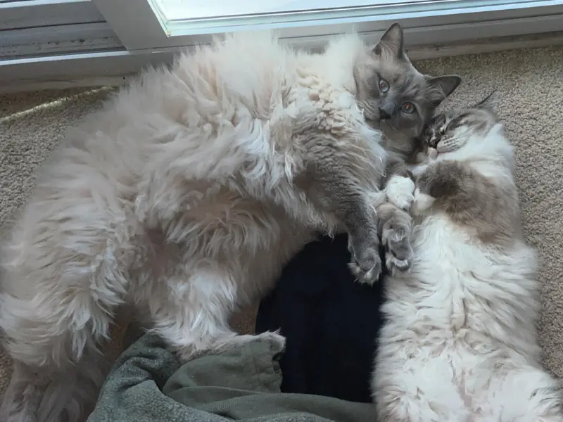 Two Blue Ragdolls