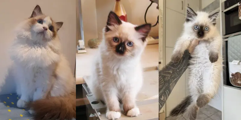 Chocolate Ragdoll Types