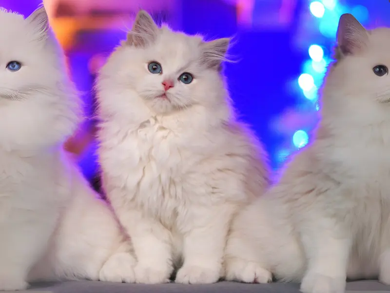 Uniqueness of Lilac Blue Ragdoll