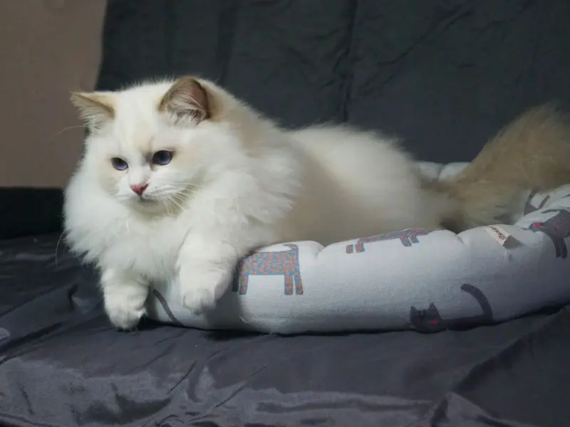 Rare Lilac Point Ragdoll