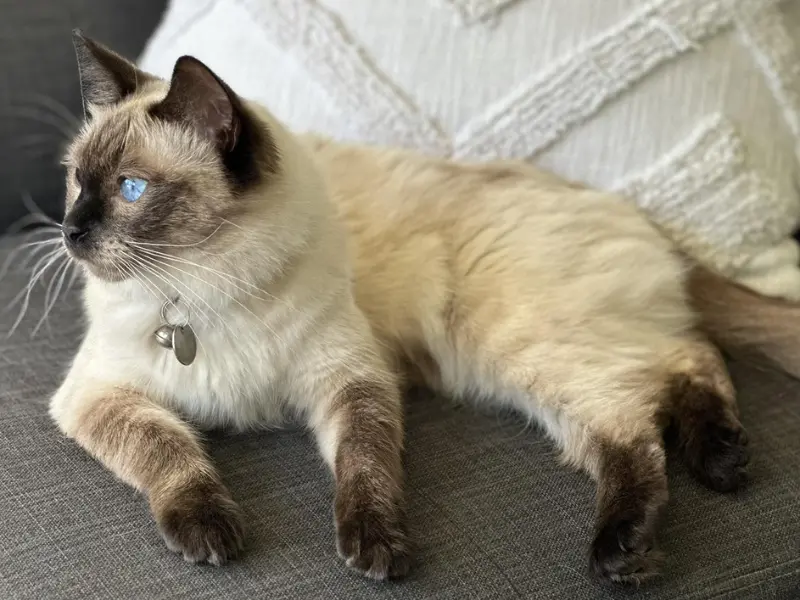 unique seal point ragdoll