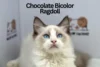 Chocolate Bicolor Ragdoll Cats: The Sweetest Shade of Love - Post Thumbnail