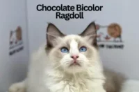 Chocolate Bicolor Ragdoll Cats: The Sweetest Shade of Love