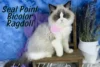 Seal Point Bicolor Ragdoll: What Makes Them Unique? - Post Thumbnail