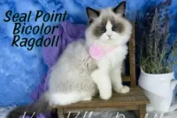 Seal Point Bicolor Ragdoll: What Makes Them Unique?