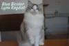 What is Blue Bicolor Lynx Ragdoll? Appearance, Traits & Care Guide - Post Thumbnail