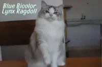 What is Blue Bicolor Lynx Ragdoll? Appearance, Traits & Care Guide
