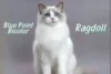 Blue Point Bicolor Ragdoll: Complete Guide for Cat Lovers - Post Thumbnail