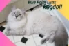 Blue Point Lynx Ragdoll: The Striped Beauty - Post Thumbnail