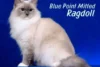 Blue Point Mitted Ragdoll: Beauty With Charming Charming Personality - Post Thumbnail