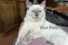 Blue Point Ragdoll Cats: Colors, Care, Prices & Name Ideas