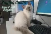 Buying a Blue Point Ragdoll: Prices, Breeders & What to Expect - Post Thumbnail