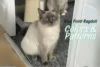 Blue Point Ragdoll Colors Variations & Patterns Explained - Post Thumbnail