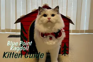 Blue Point Ragdoll Kitten: Care, Colors & Cost In Each Stage
