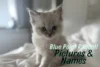 Blue Point Ragdoll Names, Care, Pictures, Mixes & Fun Facts - Post Thumbnail