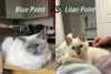 A Ragdoll Coat Color Comparison: Blue Point vs Lilac Point Ragdoll - Post Thumbnail