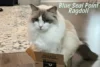 Blue Seal Point Ragdoll – A Mix Of Blue & Seal Ragdolls - Post Thumbnail