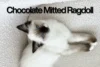 Chocolate Mitted Ragdoll – The Sweetest of All Ragdoll Colors! - Post Thumbnail