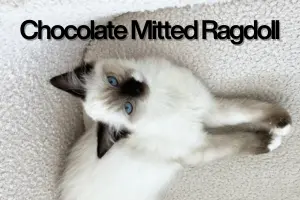 Chocolate Mitted Ragdoll – The Sweetest of All Ragdoll Colors!