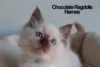 Chocolate Ragdoll Cat Names & Sweet Personality Traits - Post Thumbnail