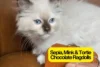 Rare Chocolate Ragdoll Colors: Sepia, Tortie, Tabby & More - Post Thumbnail