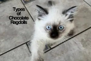 Types of Chocolate Ragdolls Explained: Point, Mitted, Bicolor, Lynx and Mink