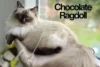 Chocolate Ragdoll Cats: The Complete Guide to This Sweet & Stunning Color - Post Thumbnail
