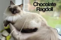 Chocolate Ragdoll Cats: The Complete Guide to This Sweet & Stunning Color