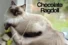 Chocolate Ragdoll Cats: The Complete Guide to This Sweet & Stunning Color