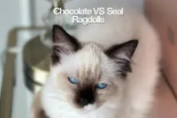 Chocolate vs Seal Point Ragdoll Cats: Spot the Difference
