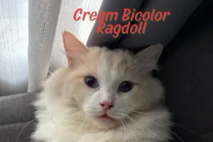 Cream Bicolor Ragdoll Cat – A Complete Guide for Cat Lovers