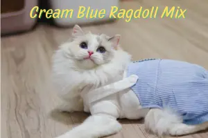 Cream Mixes: Blue Cream Ragdoll — The Softly Blended Beauty of the Breed