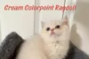 Cream Colorpoint Ragdoll: Soft & Elegant Variation of Cream Ragdolls - Post Thumbnail
