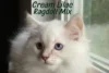 Lilac Cream Ragdoll: Delicate and Pastel Mix of Two Breeds - Post Thumbnail