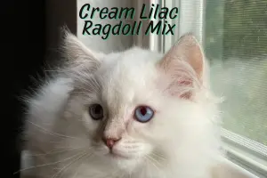 Lilac Cream Ragdoll: Delicate and Pastel Mix of Two Breeds