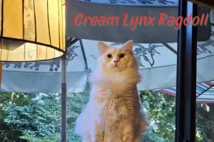 Cream Lynx Ragdoll: A Striped Twist on Cream