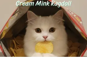 Cream Mink Ragdoll: Silky & Deeper Cream Shade