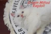 Cream Mitted Ragdoll – The Soft & Sweet Side of Cream Point Ragdolls - Post Thumbnail