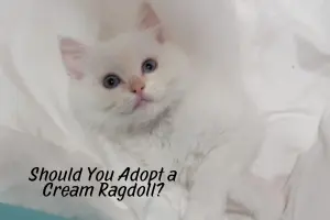 Cream Ragdoll Adoption: Your Complete Guide to Bringing Home a Purr-fect Fluffball