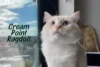 Cream Ragdoll Cat: Complete Guide to This Rare Beauty - Post Thumbnail
