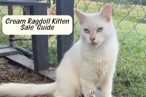Cream Ragdoll Kittens for Sale: What to Expect Before Bringing One Home
